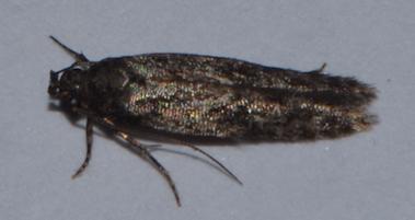 Carpatolechia sp.
